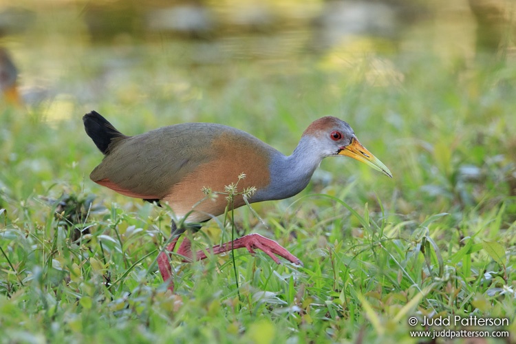 Russet-naped Wood-Rail, Crooked Tree, Belize